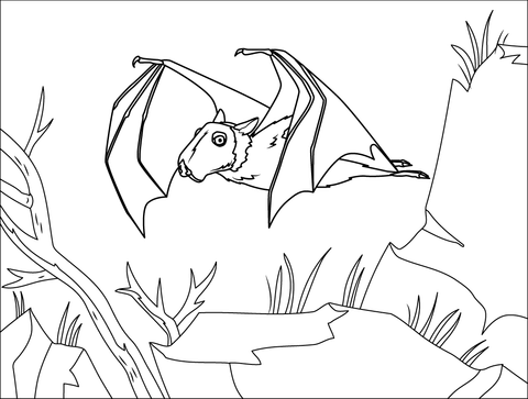 Hammer Headed Bat Coloring Page